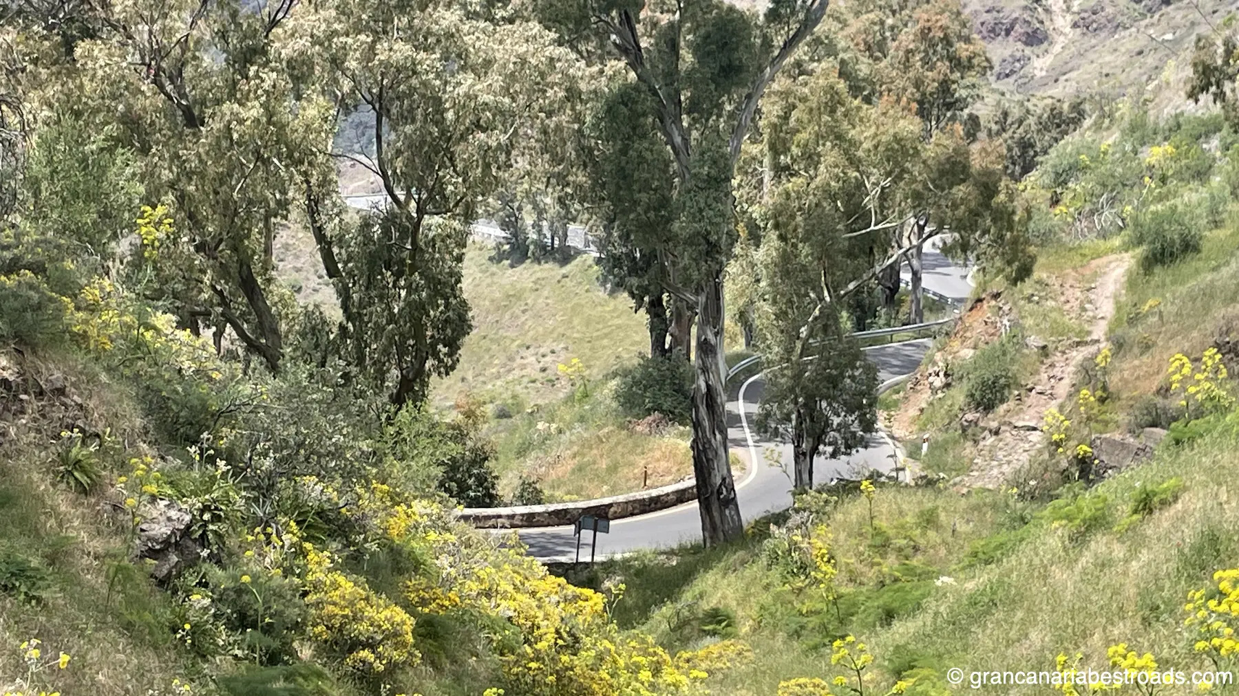 GC 15: Close-up of curves and vegetation below Cruz de Tejeda 1