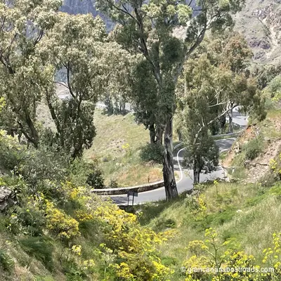 GC 15: Close-up of curves and vegetation below Cruz de Tejeda 1