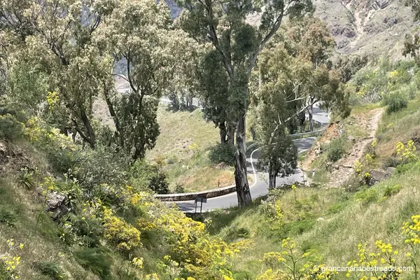 GC 15: Close-up of curves and vegetation below Cruz de Tejeda 1