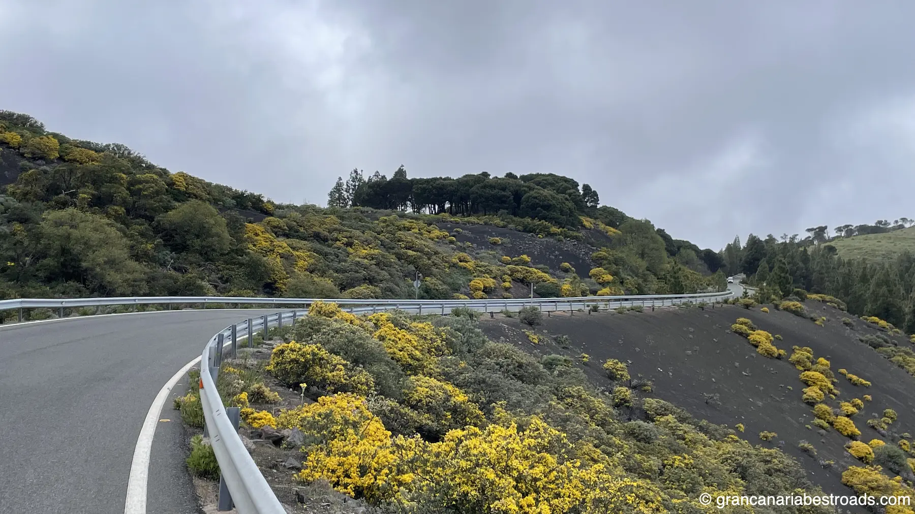 GC 150: A close-up view of the variety of flowers, shrubs, and plant species on a lava flow crossed by the road