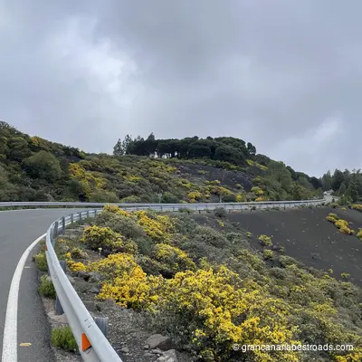 GC 60: A close-up view of the variety of flowers, shrubs, and plant species on a lava flow crossed by the road