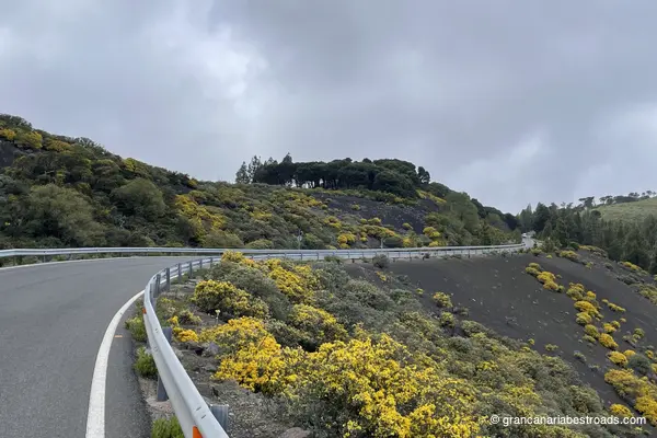 GC 150: A close-up view of the variety of flowers, shrubs, and plant species on a lava flow crossed by the road