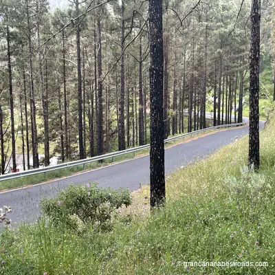 GC-220: a stretch of road through a forest