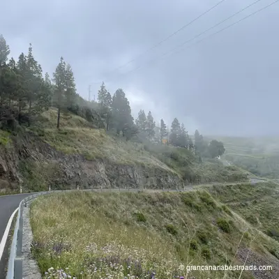 GC-220: a stretch of road where the vegetation transitions from shrubs to trees