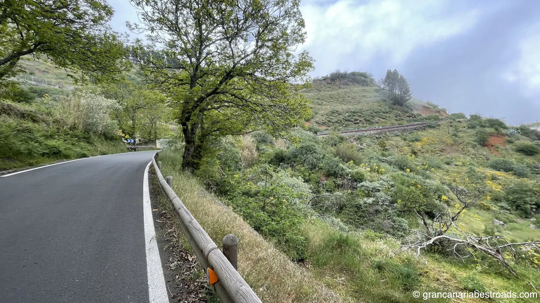 GC 230: a view of the road and the vegetation