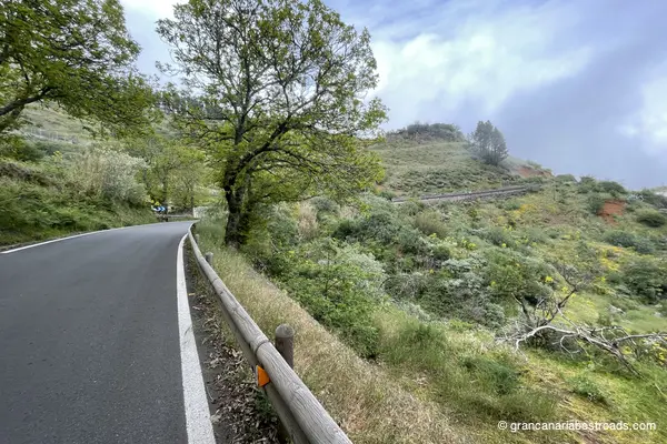 GC 230: a view of the road and the vegetation