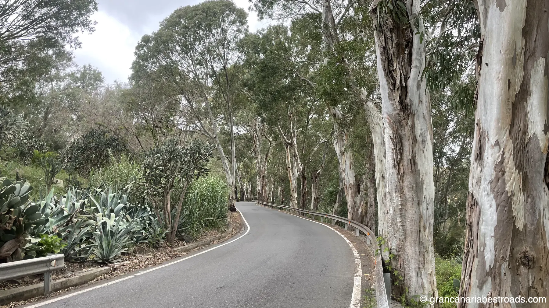 GC 43: Close-up of the vegetation along the road