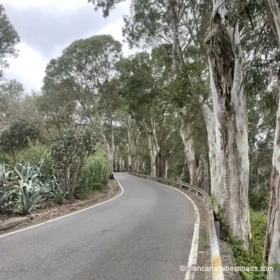GC 43: Close-up of the vegetation along the road