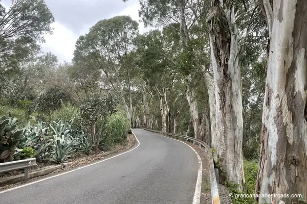 GC 43: Close-up of the vegetation along the road