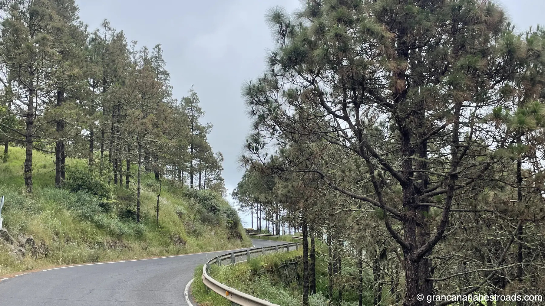 GC-70: A series of curves through the coniferous forest