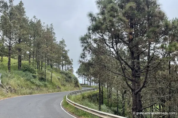 GC-70: A series of curves through the coniferous forest